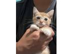 Adopt Polly a Orange or Red Tabby Polydactyl/Hemingway (short coat) cat in Lutz