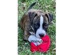 Adopt Walnut (Beulah's IntoTheWoods Litter) a Brindle American Staffordshire