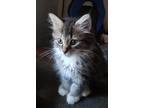 Adopt Elizabeth a Spotted Tabby/Leopard Spotted Domestic Mediumhair / Mixed