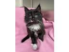 Adopt Staccato a Domestic Longhair / Mixed cat in Cranbrook, BC (39175995)