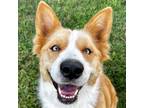 Adopt Sugar Bear a Tan/Yellow/Fawn - with White Border Collie / Mixed dog in