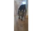 Adopt Sam a Brown Tabby American Shorthair / Mixed (short coat) cat in