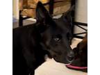 Adopt Cleveland a Black - with White Siberian Husky / Rottweiler / Mixed dog in