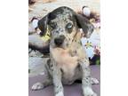 Adopt Tilly a Merle Catahoula Leopard Dog / Labrador Retriever / Mixed dog in