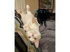 Adopt Milo a Orange or Red Tabby American Shorthair / Mixed (medium coat) cat in