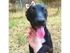 Adopt Latte a Black Labrador Retriever / Mixed dog in Austin, TX (39182804)
