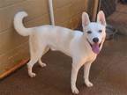 Adopt GRIDLOCK a White Husky / Mixed dog in Athens, AL (39190744)