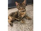 Adopt Cake Pop a Domestic Shorthair / Mixed (short coat) cat in Providence
