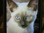 Adopt Liamm a Cream or Ivory Siamese / Mixed cat in San Antonio, TX (39159241)