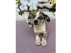 Adopt Tess a Merle Catahoula Leopard Dog / Labrador Retriever / Mixed dog in