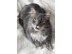 Adopt Pegasus a Maine Coon (medium coat) cat in Palo Alto, CA (39188138)