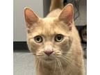 Adopt Riddick a Domestic Shorthair / Mixed cat in Sheboygan, WI (39141580)