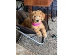 Adopt Athena a Red/Golden/Orange/Chestnut - with White Goldendoodle / Mixed dog