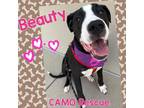 Adopt Beauty (Dallas) a Black Great Dane / Mixed dog in Houston, TX (39191384)