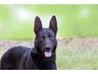 Adopt Latke a Border Collie / Mixed dog in Scottsdale, AZ (39135126)