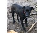 Adopt Max a Black - with White Retriever (Unknown Type) / Labrador Retriever /