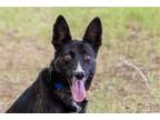 Adopt BUTTERNUT a Black Border Collie / Mixed dog in Scottsdale, AZ (39130876)
