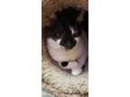 Adopt Momma Katsune a Domestic Shorthair / Mixed (short coat) cat in Cary