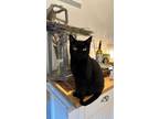 Adopt Patisserie a All Black Domestic Shorthair / Mixed (short coat) cat in