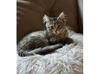 Adopt Khloe (with Kylie) a Gray, Blue or Silver Tabby Domestic Longhair / Mixed