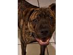 Adopt Jarko a Brindle Plott Hound / Terrier (Unknown Type