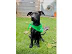 Adopt Dolla - Local Pup a Labrador Retriever / Mixed dog in Barrington