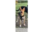 Adopt Sammie a Black - with Tan, Yellow or Fawn German Shepherd Dog / Mixed dog