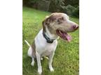 Adopt Cedar a White - with Brown or Chocolate Catahoula Leopard Dog / Mixed dog