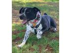 Adopt NICHOLI a Black - with White Pointer / Mixed Breed (Medium) / Mixed dog in