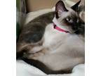 Adopt Ming a Gray or Blue Siamese / Mixed (medium coat) cat in Pike