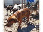Adopt James a Brindle Anatolian Shepherd / Boxer / Mixed dog in Leesburg
