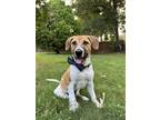 Adopt Duke a Tricolor (Tan/Brown & Black & White) Jack Russell Terrier / Mixed