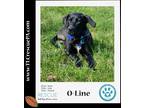 Adopt O-Line (The Gridiron Pups) 090923 a Black - with White Hound (Unknown