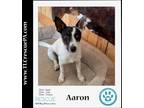 Adopt Aaron (aka AirDrop) 090923 a Black - with White Feist / Fox Terrier (Toy)