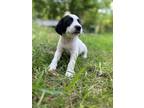 Adopt Elias a White Springer Spaniel / German Shorthaired Pointer / Mixed dog in