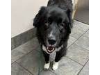 Adopt Irelyn a Black - with White Border Collie / Great Pyrenees / Mixed dog in