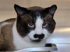 Adopt Robi a Siamese / Mixed cat in Millersville, MD (39183648)