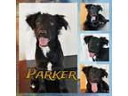 Adopt Parker a Black - with White Border Collie / Flat-Coated Retriever / Mixed