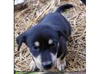Adopt May a Black - with Tan, Yellow or Fawn German Shepherd Dog / Beagle /