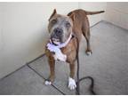 Adopt Meadow a Brown/Chocolate - with White American Staffordshire Terrier /