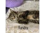 Adopt Tundra -$30 or TWO for $45 and FREE GiftBag a Gray