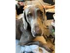 Adopt Scout 1 a Gray/Blue/Silver/Salt & Pepper Weimaraner / Mixed dog in