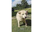 Adopt Evey a White Husky / Mixed dog in Leesburg, VA (39191278)