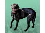 Adopt Jessie a Black - with White Labrador Retriever / Boxer / Mixed dog in