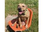 Adopt Lola a Tan/Yellow/Fawn Pit Bull Terrier / Mixed dog in Traverse City