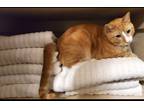 Adopt Thor a Orange or Red Tabby Tabby / Mixed (medium coat) cat in Lansing