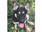 Adopt Annapel a Black - with Tan, Yellow or Fawn German Shepherd Dog / Labrador