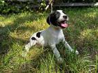 Adopt Walt a White - with Black Springer Spaniel / German Shorthaired Pointer /