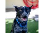 Adopt Mack a Australian Cattle Dog / Mixed dog in St. Petersburg, FL (39184004)