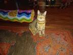 Adopt Fifi a Brown Tabby Domestic Shorthair (short coat) cat in Plymouth